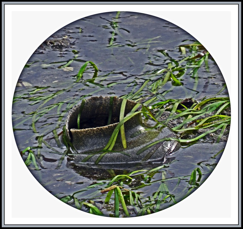 QuigleyAug2017Moonsnail-15_edited-1