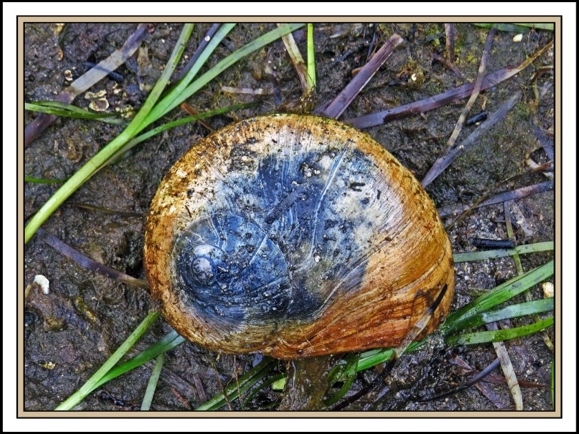 QuigleyAug2017Moonsnail-IMG_9036_edited-1