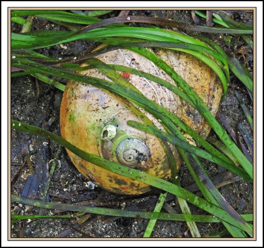 QuigleyAug2017Moonsnail-IMG_9042 (1)_edited-1