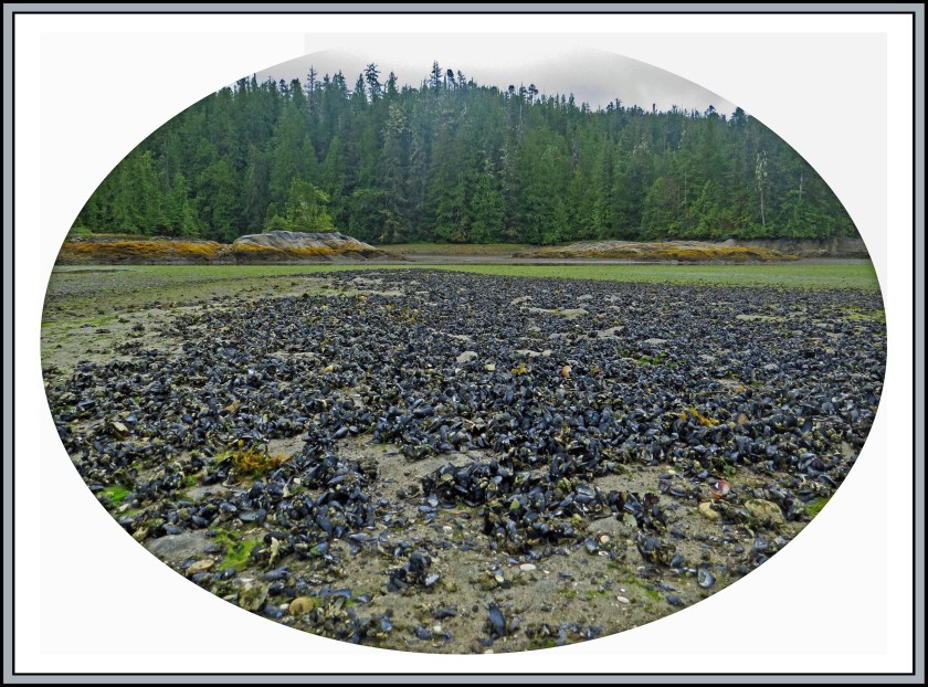 QuigleyAug2017Mussels-1