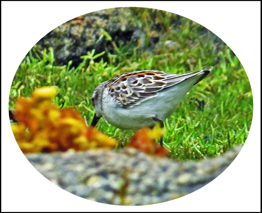 QuigleyAug2017Sanderling-1