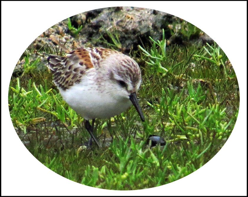 QuigleyAug2017Sanderling-6