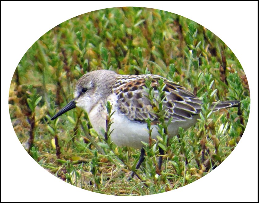 QuigleyAug2017Sanderling-7