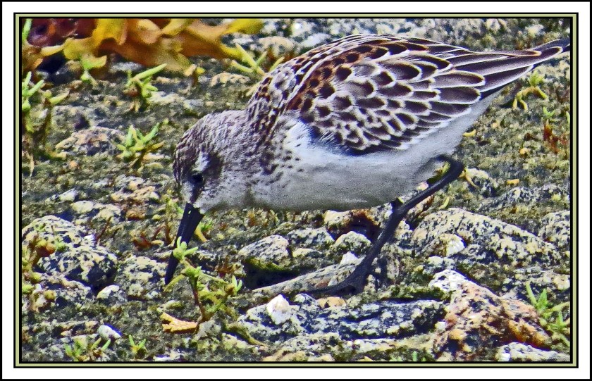 QuigleyAug2017Sanderling-IMG_8281_edited-1