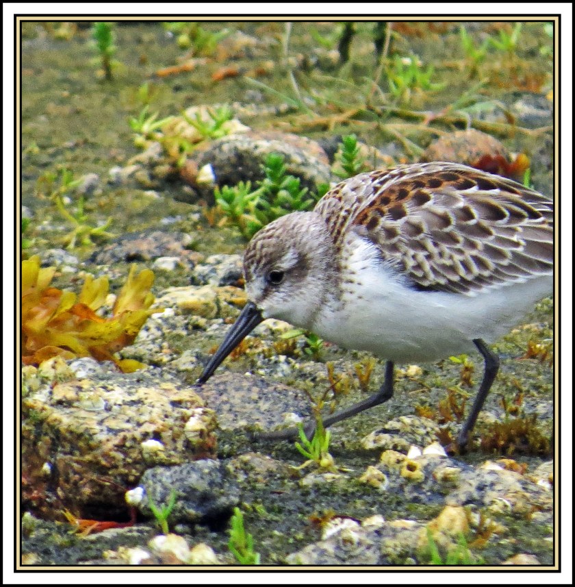 QuigleyAug2017Sanderling-IMG_8290_edited-1