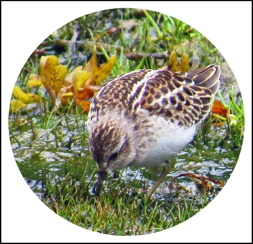 QuigleyAug2017Sanderling