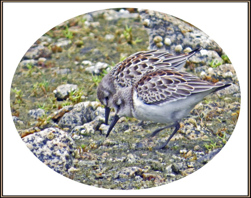 QuigleyAug2017Sanderlings-40