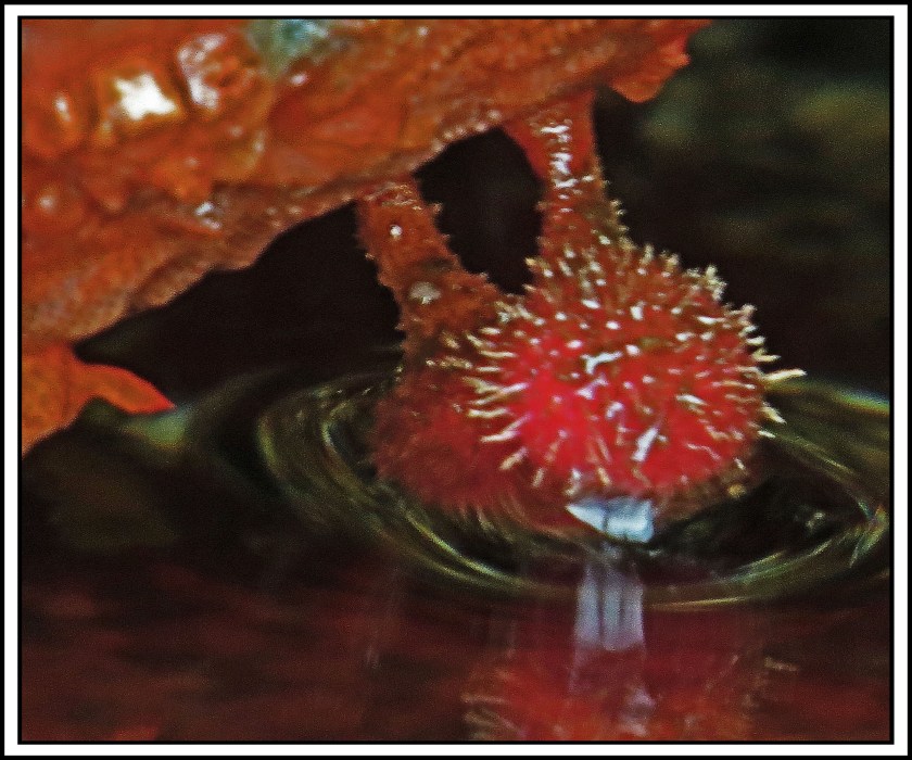 QuigleyAug2017Urchin-IMG_8969 (1)_edited-1
