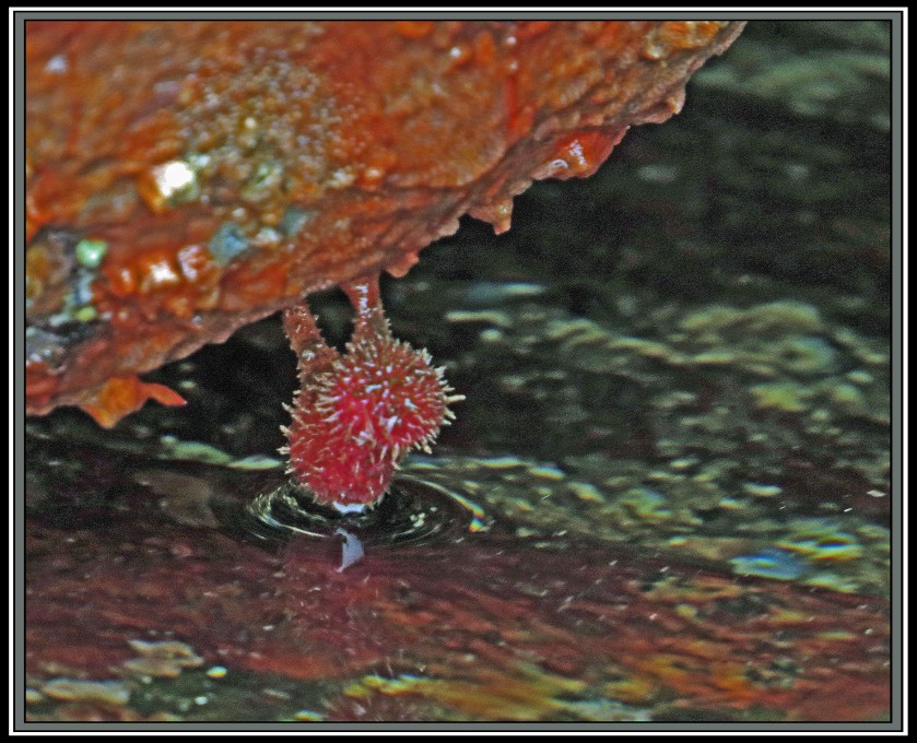 QuigleyUrchins-IMG_8964 (1)_edited-1