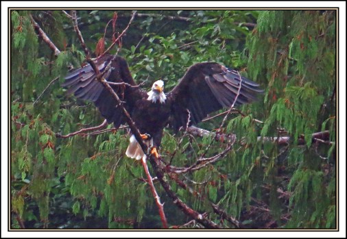 RaitSept2017Eagle-IMG_0928 (1)_edited-1