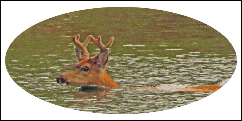 ReidPassageJul2017-Deer-1