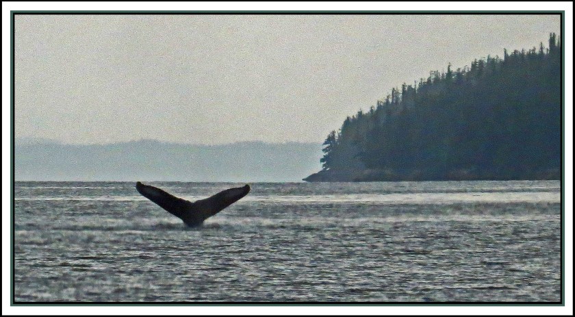 TolmieChannelAug2017Whale-IMG_7817_edited-2