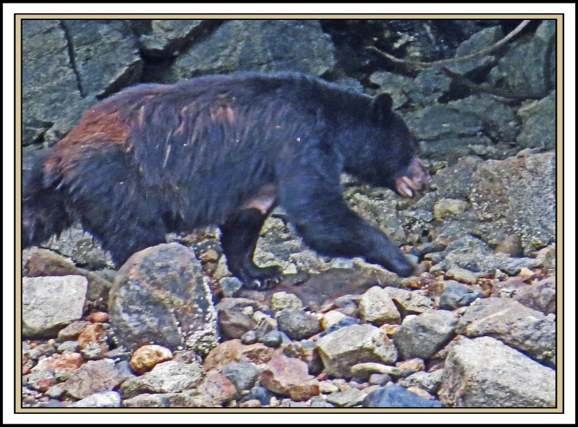 WallaceBightAug2017Bear-IMG_0621_edited-1