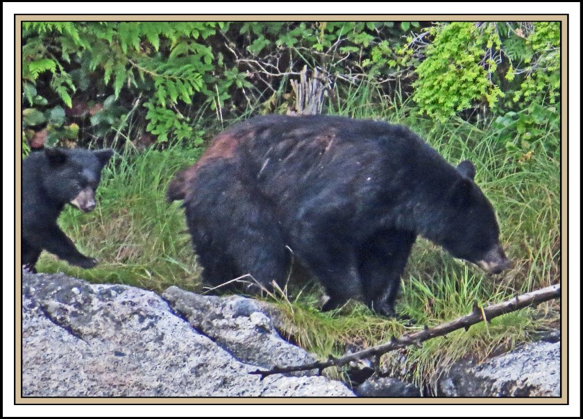 WallaceBightAug2017Bears-IMG_0627_edited-1