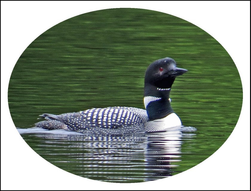 WallaceBightAug2017Loon-1