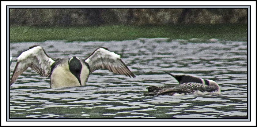 WallaceBightAug2017Loons-IMG_0460 (1)_edited-1