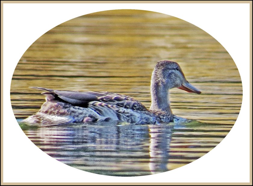 WallaceBightAug2017Mallard-2