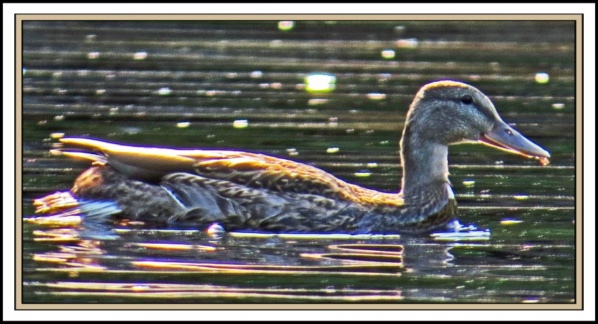 WallaceBightAug2017Mallard-IMG_0329 (1)_edited-1