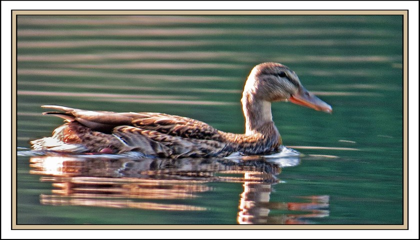 WallaceBightAug2017Mallard-IMG_0334_edited-2
