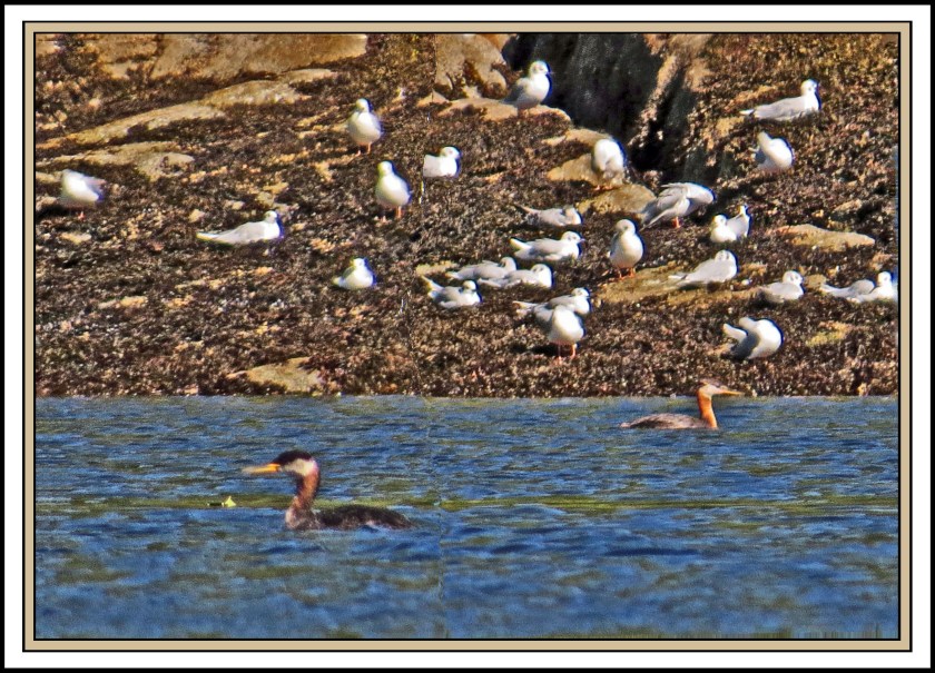 WallaceBightAug2017RedneckGrebe-IMG_0431_edited-1