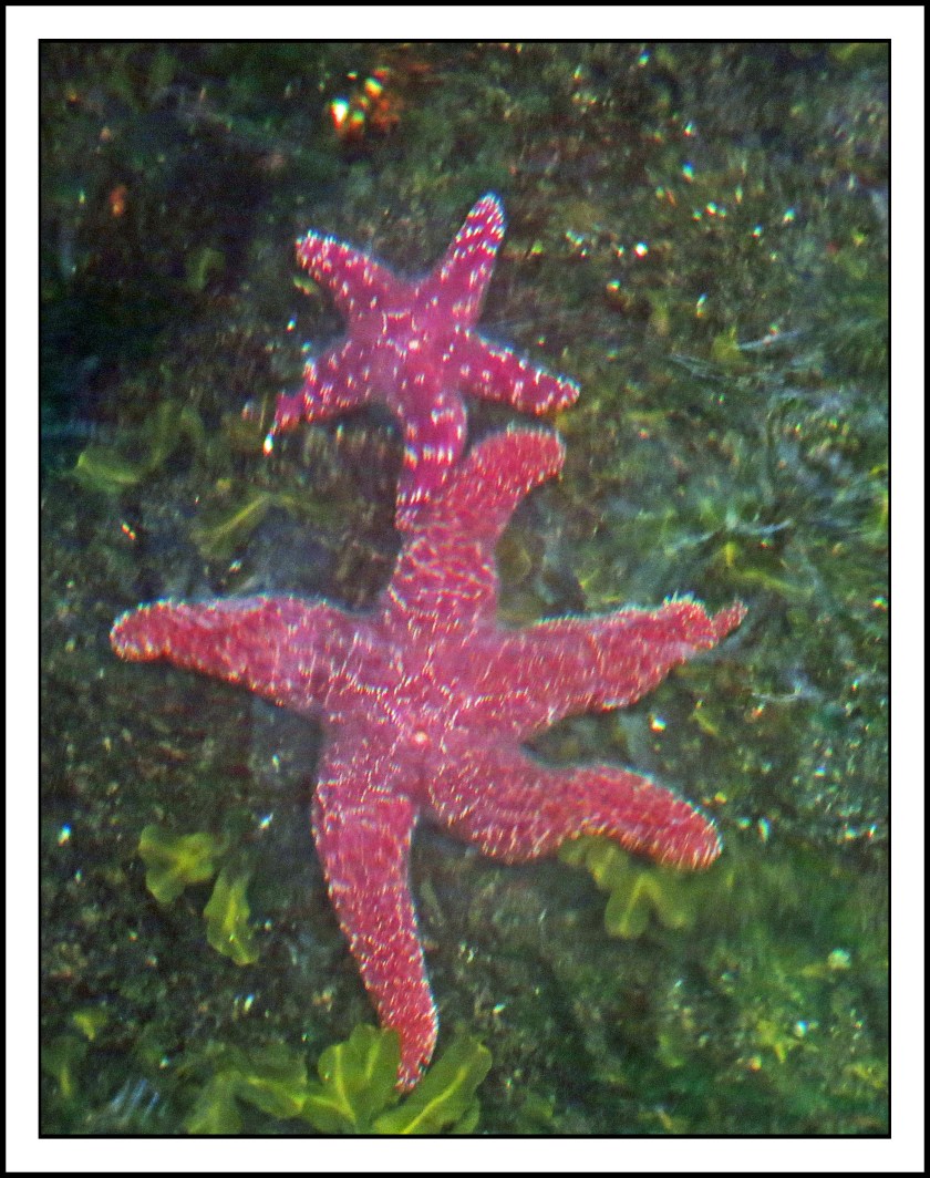 WallaceBightAug2017SeaStar-IMG_0523_edited-1