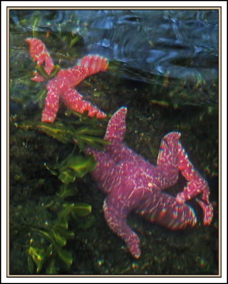 WallaceBightAug2017SeaStarsIMG_0556_edited-1