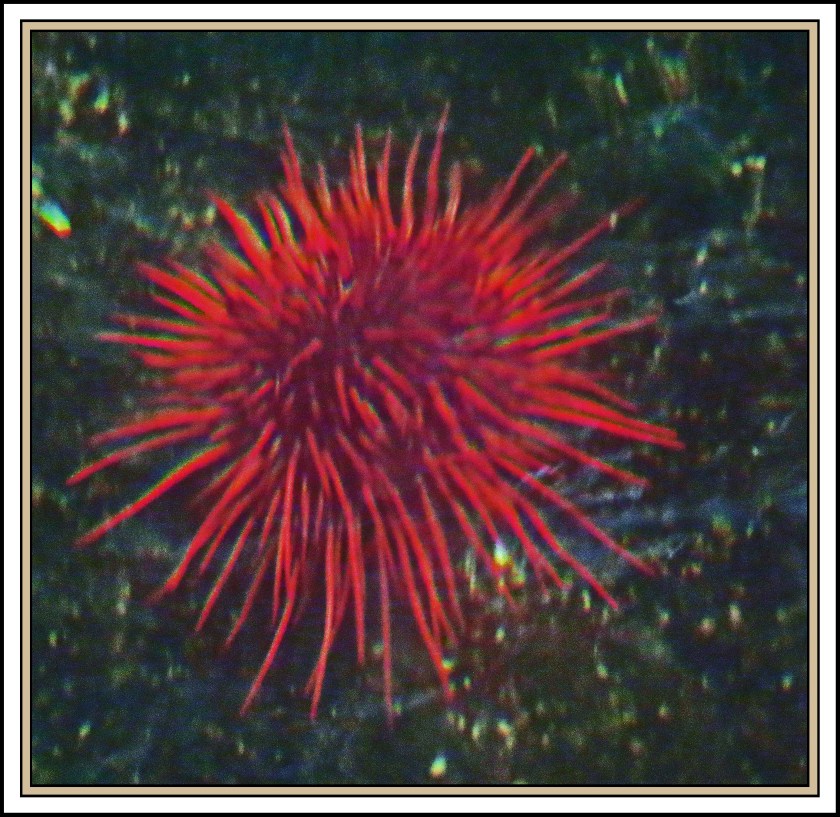 WallaceBightAug2017Urchin-IMG_0589_edited-1