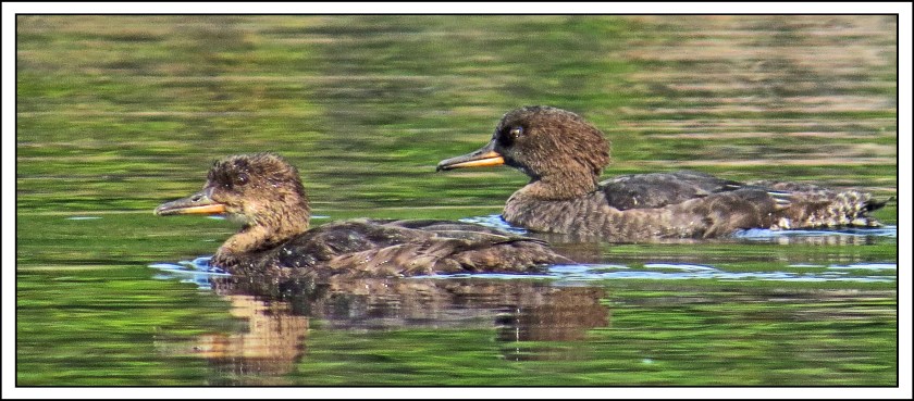WighamHoodedMergansers-IMG_2246 (1)