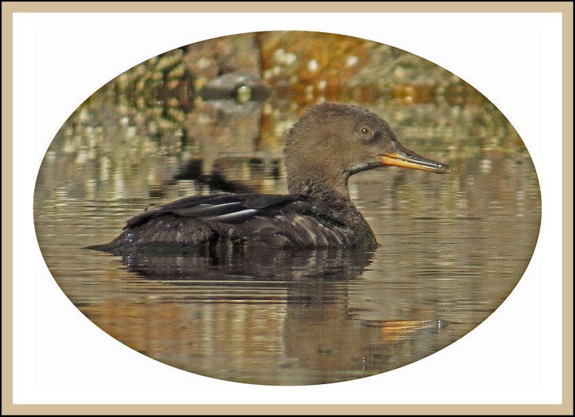 WighamSept2017HoodedMerganser-20