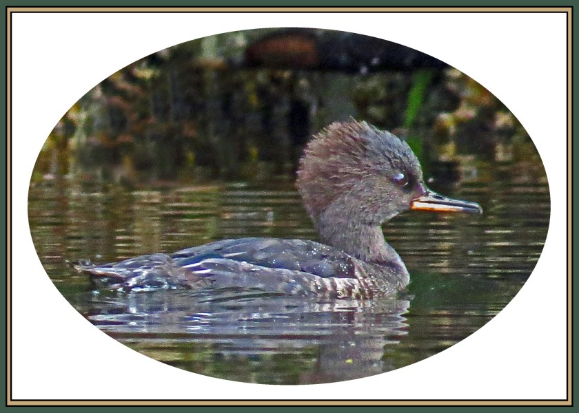WighamSept2017HoodedMerganser-23