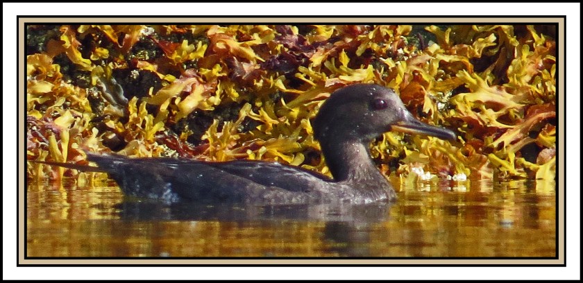 WighamSept2017HoodedMerganser-IMG_1921_edited-1