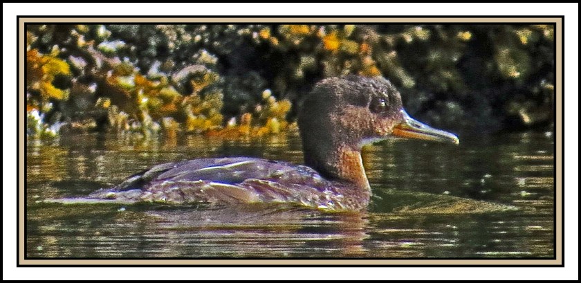 WighamSept2017HoodedMerganser-IMG_1923 (1)_edited-1