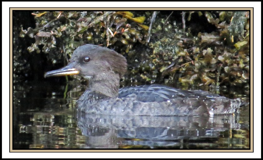WighamSept2017HoodedMerganser-IMG_1988_edited-1