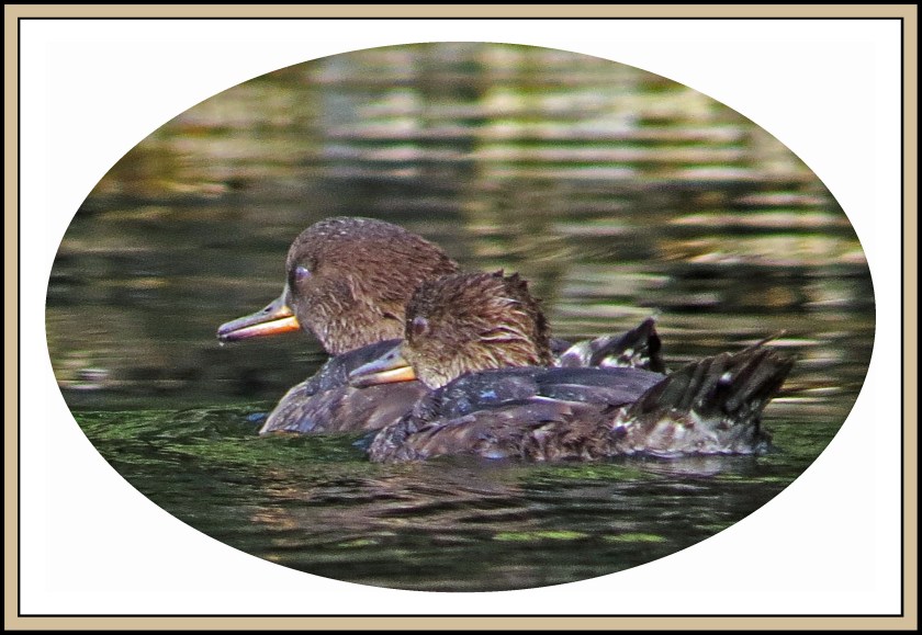 WighamSept2017HoodedMergansers-51