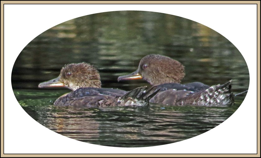 WighamSept2017HoodedMergansers-52