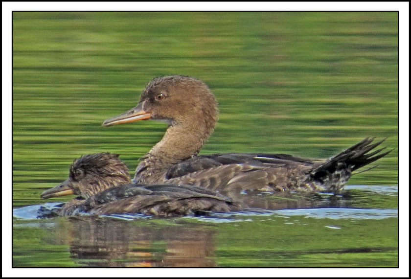 WighamSept2017HoodedMergansers-IMG_2315 (1)_edited-1