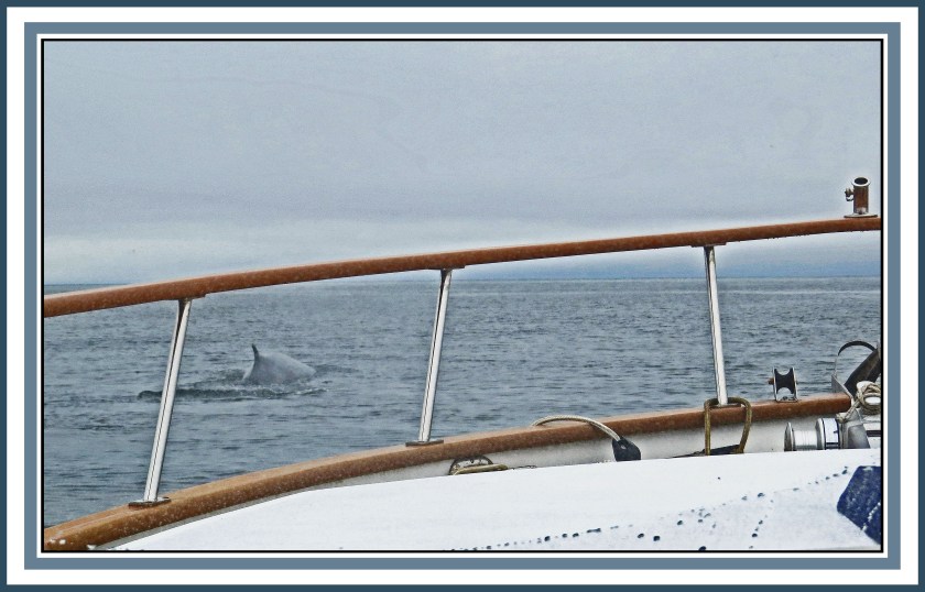 Wright SoundAug2017Whale-IMG_7758_edited-1