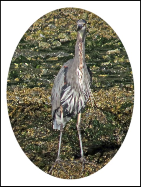 ForwardHarbourSept2017Heron