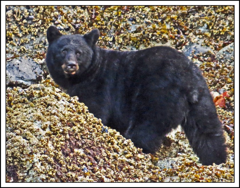 FORWARDSEPT2017BEAR-IMG_3397_edited-1