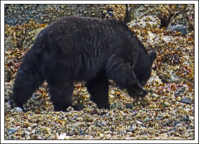 ForwardSept2017Bear-IMG_3478_edited-1