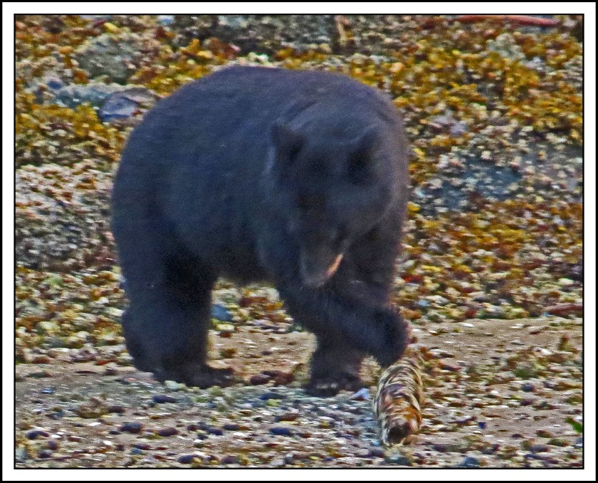 ForwardSept2017Bear-IMG_3499_edited-1