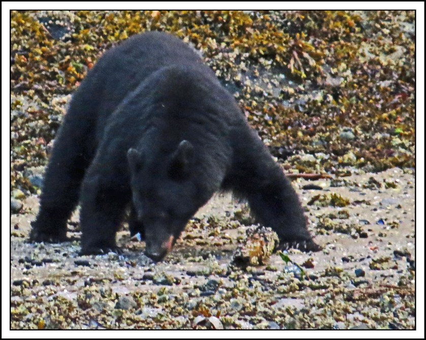 ForwardSept2017Bear-IMG_3506 (1)_edited-1