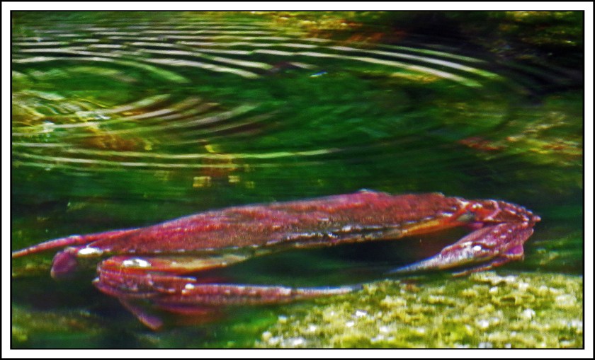 ForwardSept2017Crab-IMG_3744_edited-1