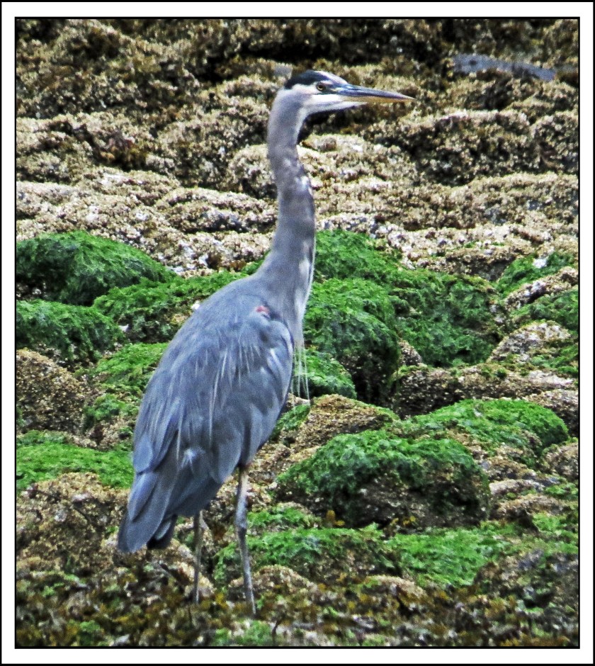 ForwardSept2017Heron-IMG_3650_edited-1