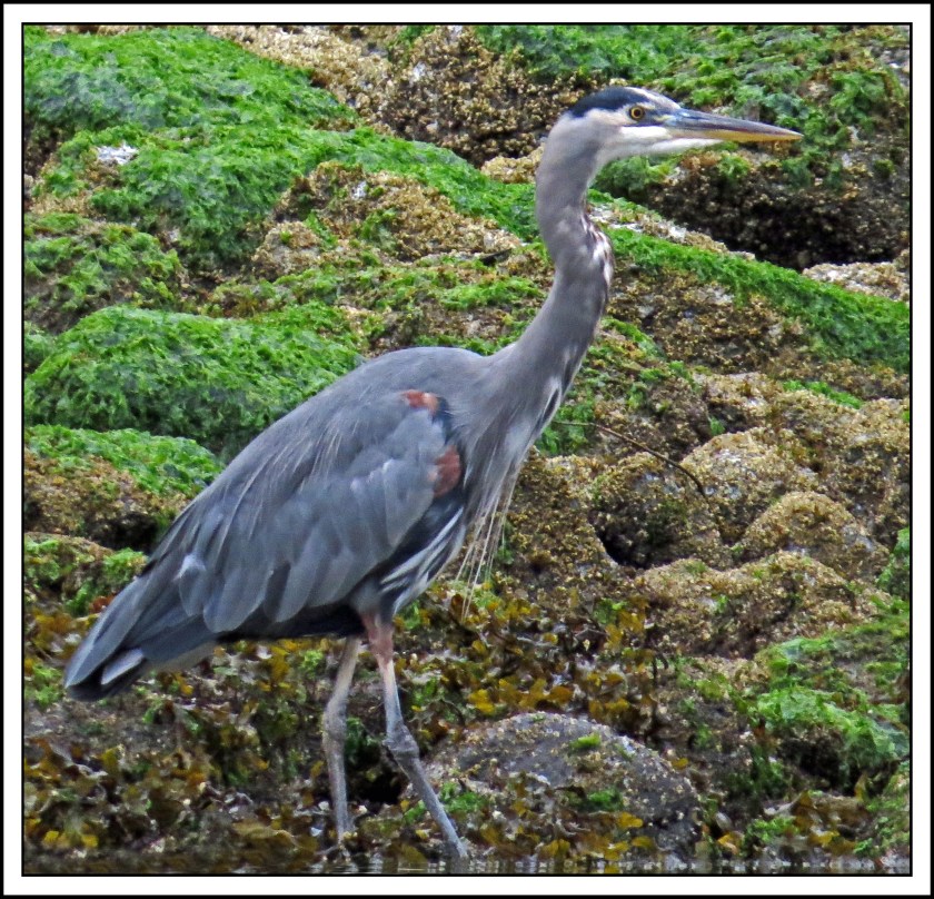 ForwardSept2017Heron-IMG_3682_edited-1