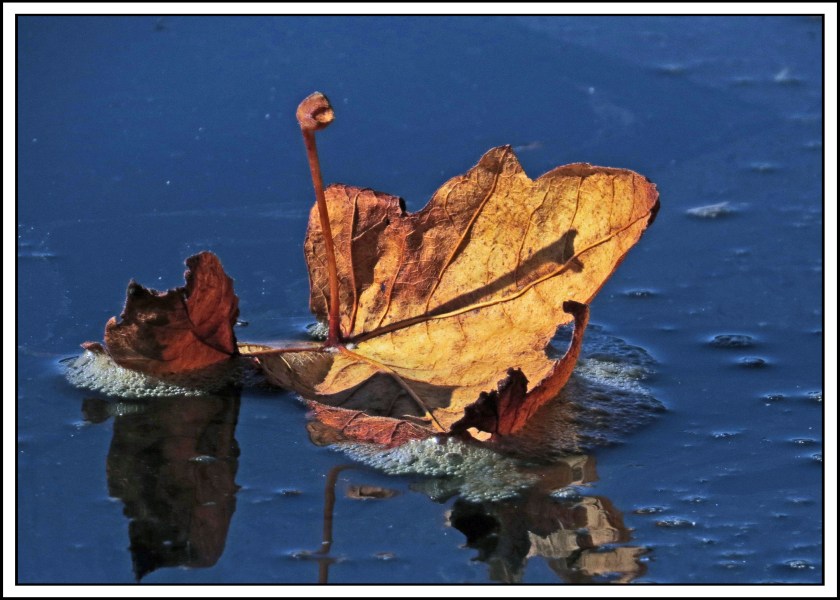 ForwardSept2017Leaf-IMG_4066_edited-1