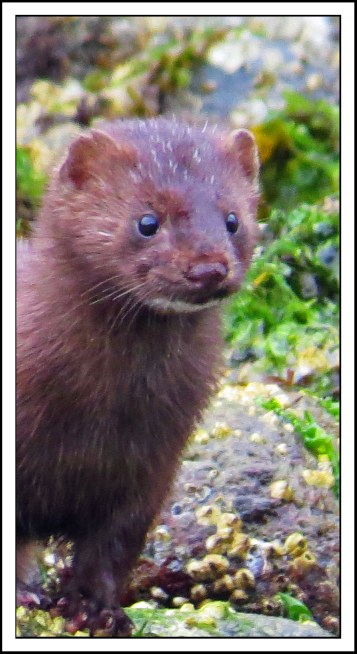 ForwardSept2017Mink-IMG_3723_edited-1