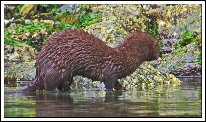 ForwardSept2017Mink-IMG_3724_edited-1