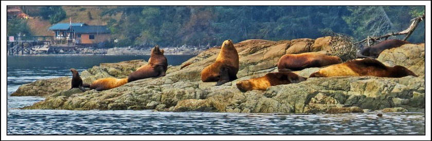 GillardSept2017SeaLions-IMG_4258_edited-1
