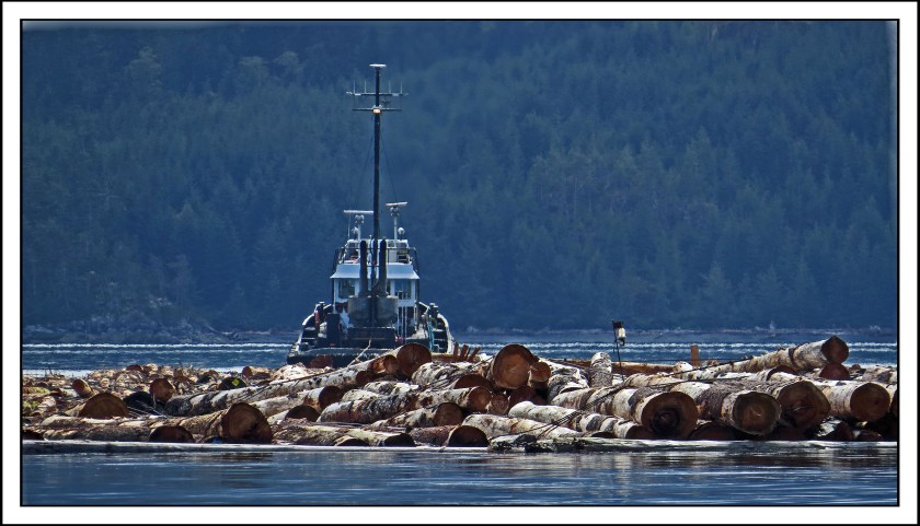 JohnstoneStraitSept2017LogBoom-IMG_3379_edited-1